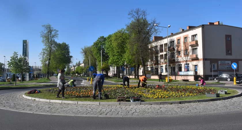 Łowicz. Bratki pojawiły się już na większości skwerów (foto)
