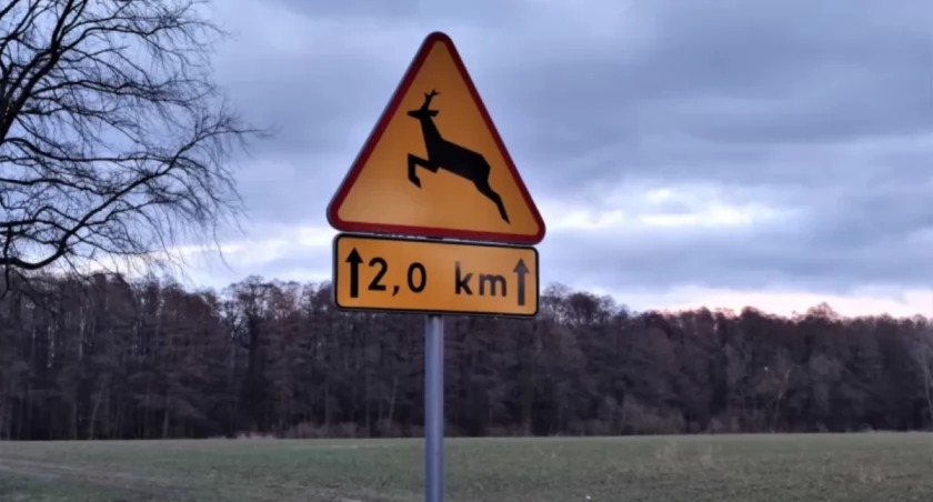 Zderzenie z sarną na DK70