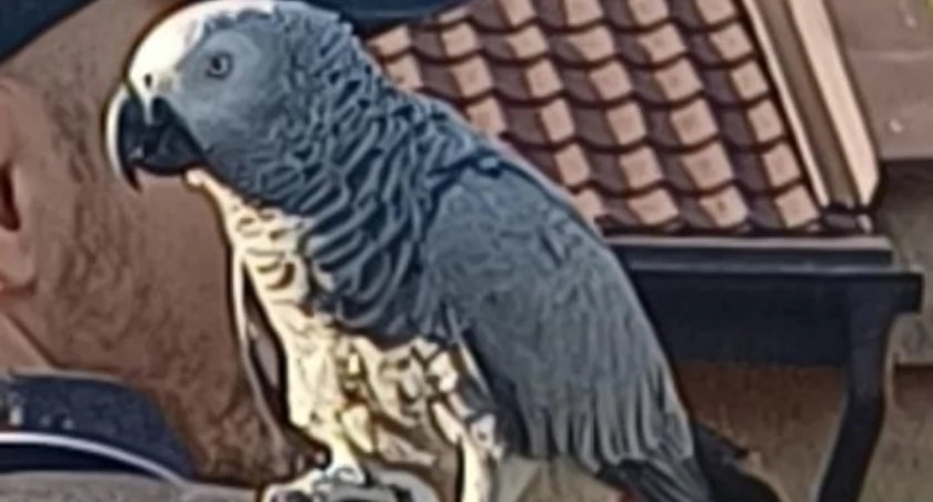 Ktokolwiek widział. Trwają poszukiwania papugi