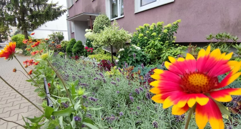 ŁSM ogłasza drugą edycję konkursu na najładniejszy ogródek (foto)