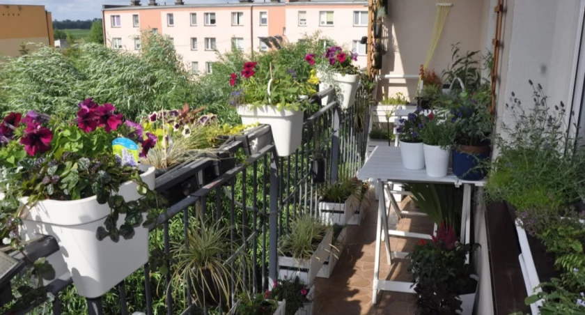 Burmistrz ogłasza konkurs na najładniejszy ogródek i balkon