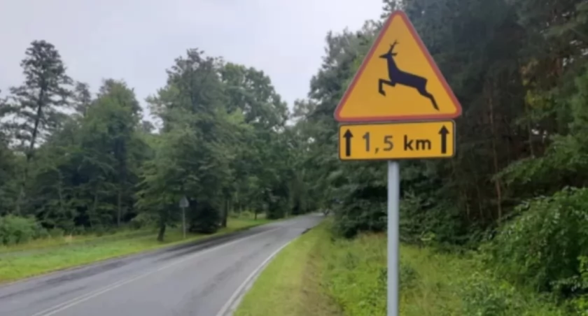 Kolizje drogowe w Karnkowie i Krępie. Dzikie zwierzęta wtargnęły na jezdnię