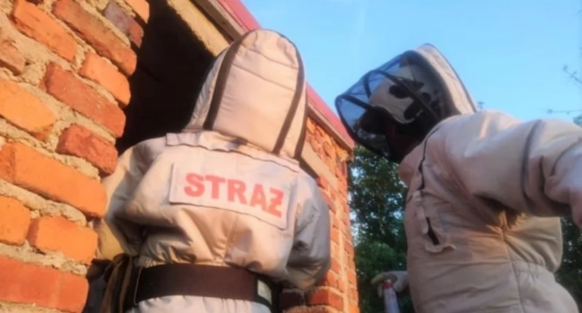 Osy na terenie szkoły. Wezwano strażaków