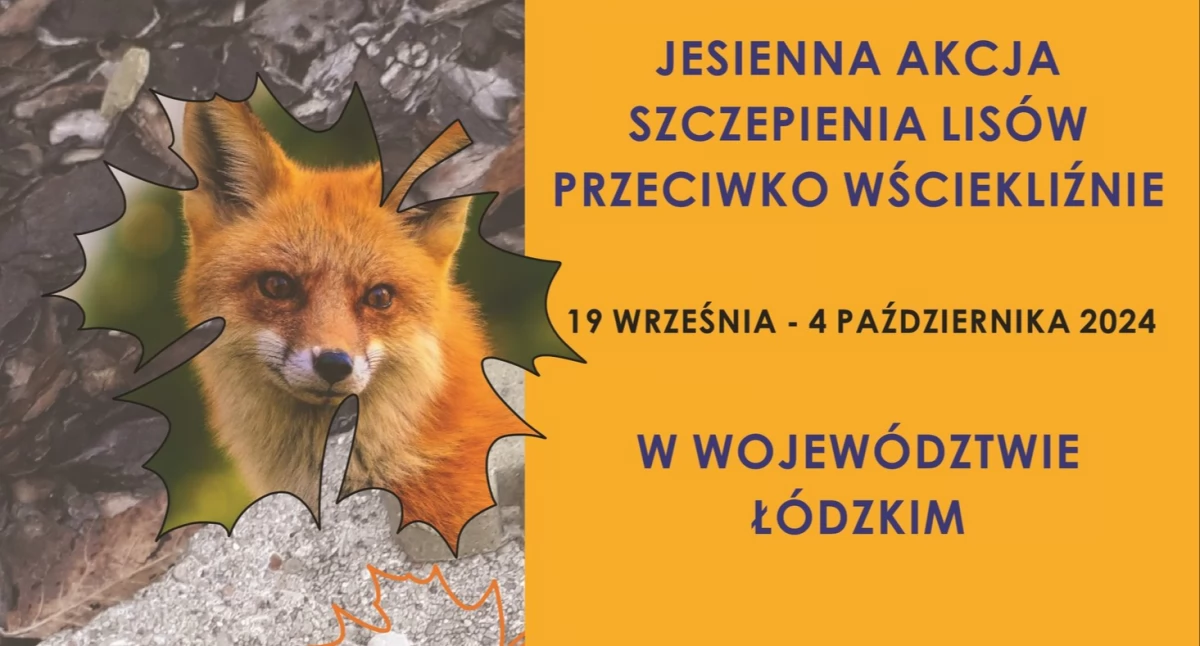 Rusza jesienne szczepienie lisów przeciwko wściekliźnie