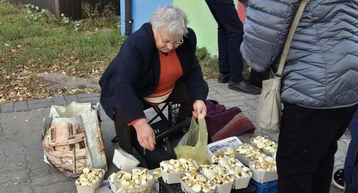 Grzybów wciąż mało! Na łowickim targowisku – tylko maślaki