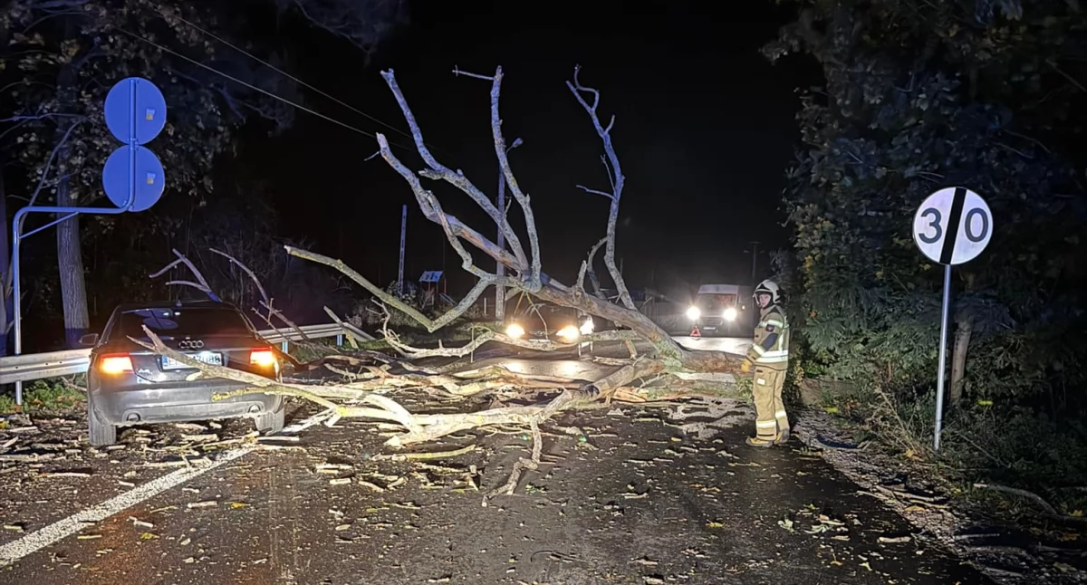 Bobrowniki. O krok od tragedii, drzewo runęło na jezdnię