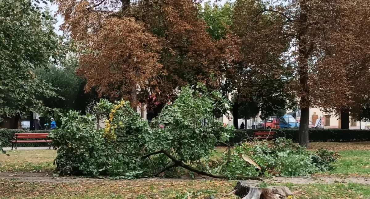 Silne wiatry nad Łowiczem – strażacy interweniują przy powalonych drzewach