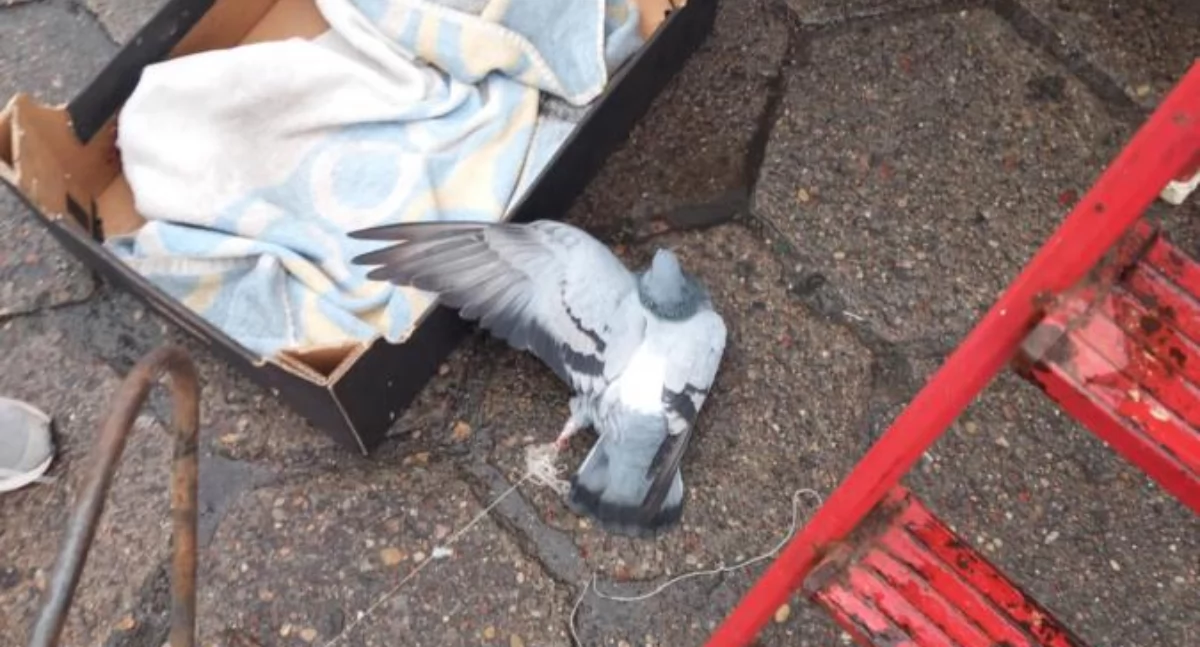 Gołąb uwolniony! Dzieci i dorosły bohater ruszyli na ratunek (foto, film)