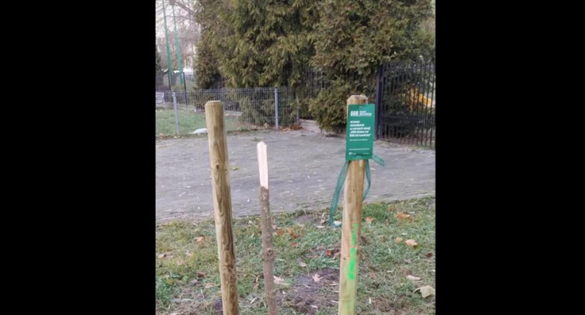 Zniszczono kasztanowca posadzonego w ramach akcji „888 drzew dla Łowicza”