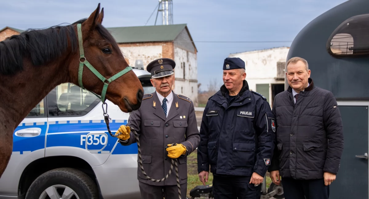 Konie z Walewic będą służyły w policji 
