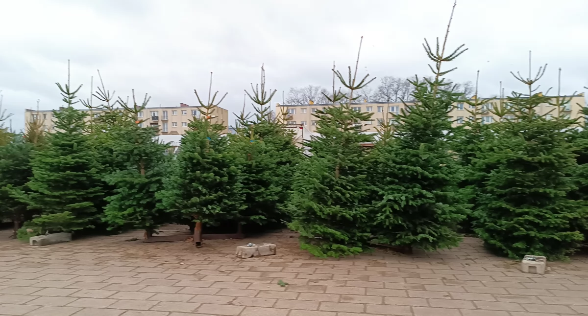 Ceny żywych choinek i jemioły w Łowiczu (foto)