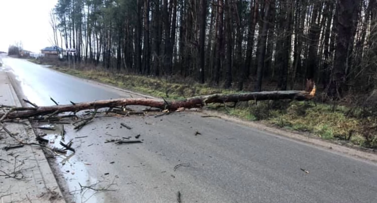 Pierwsza interwencja strażaków w 2025 roku. Silny wiatr powalił drzewo na drogę!