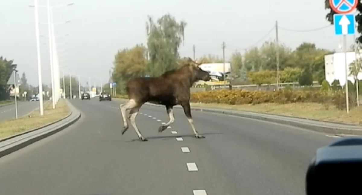 Zderzył się z łosiem. Badanie wykazało, że kierowca był pijany!