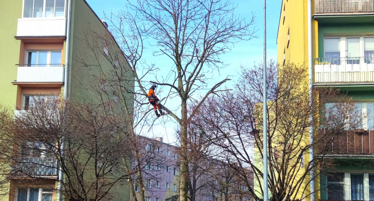 Pielęgnacja drzew na osiedlach ŁSM, czyli troska o zieleń i bezpieczeństwo (foto)