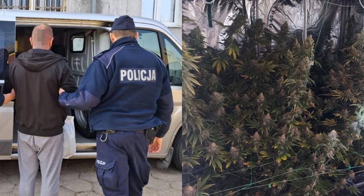 Nielegalna uprawa konopi w gminie Łyszkowice! Akcja policji zakończona sukcesem (foto,film)