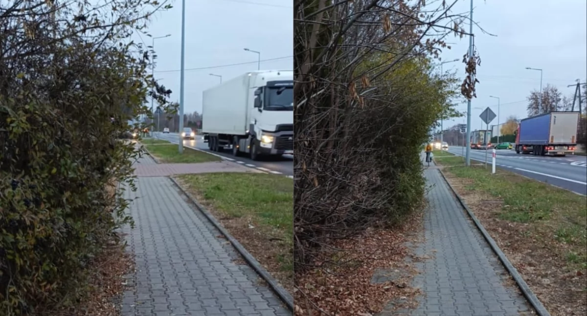 Łowicz. Uporządkowali zarośnięty chodnik przy ruchliwej trasie (foto)