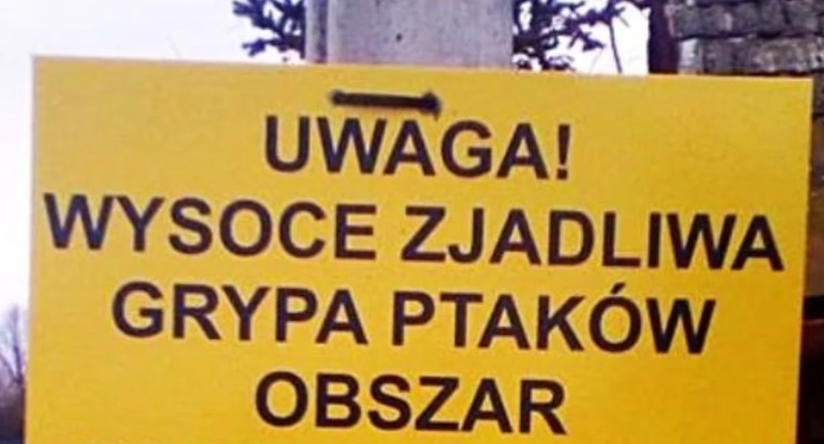 Przypadek ptasiej grypy w powiecie łowickim. Wyznaczono strefę objętą zakażeniem