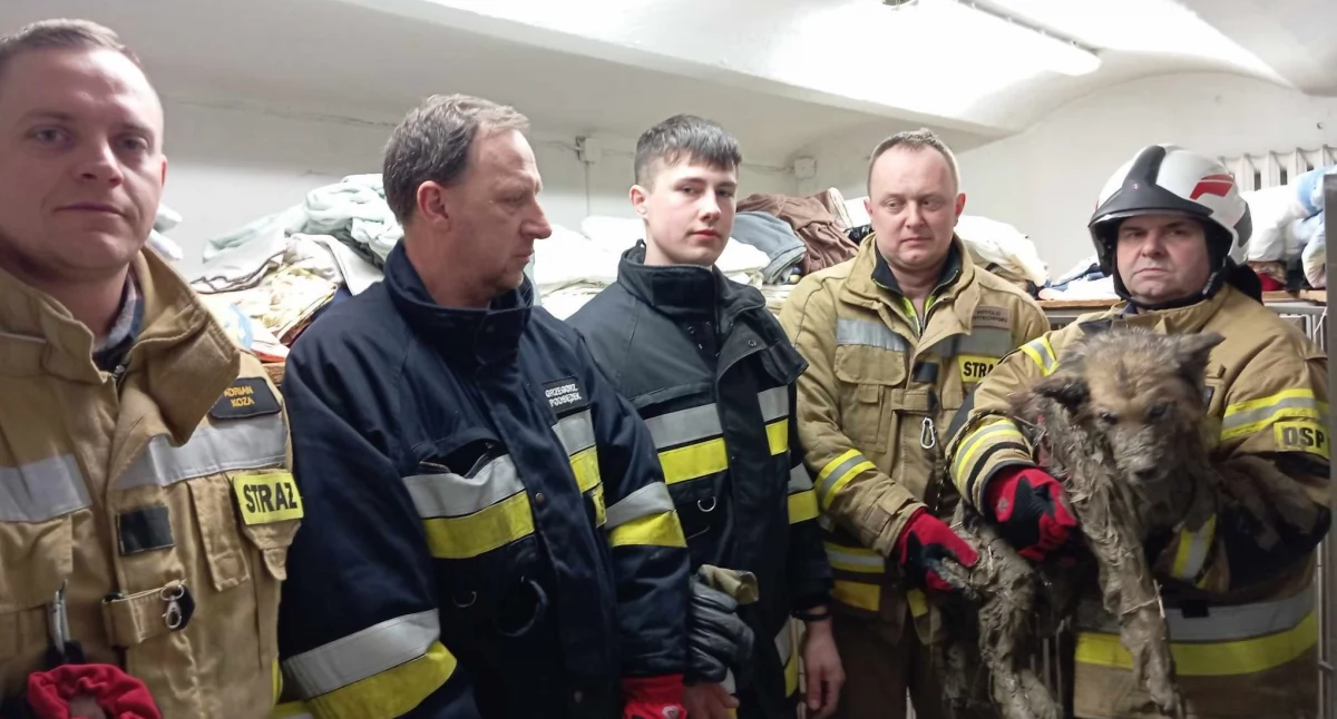 Pies uratowany z glinianego wykopu dzięki szybkiej interwencji strażaków (foto)