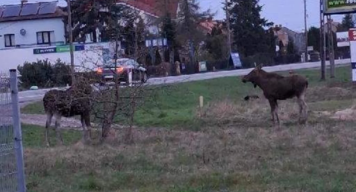 Łowicz. Łosie przy ul. Łódzkiej. Nie reagowały na człowieka!