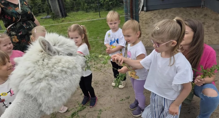 Alpaki skradły serca przedszkolaków z Jasia i Małgosi (foto)