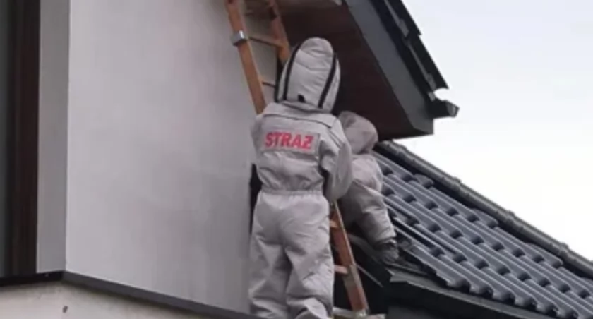 Strażacy zadysponowani do gniazda owadów błonkoskrzydłych 
