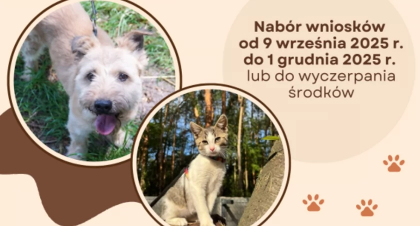 Sterylizacja i kastracja zwierząt w Łowiczu. Miasto pokryje połowę kosztów!