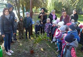 Dzień drzewa 