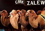 Wygraj zaproszenie do Cyrku Zalewski - WYNIKI