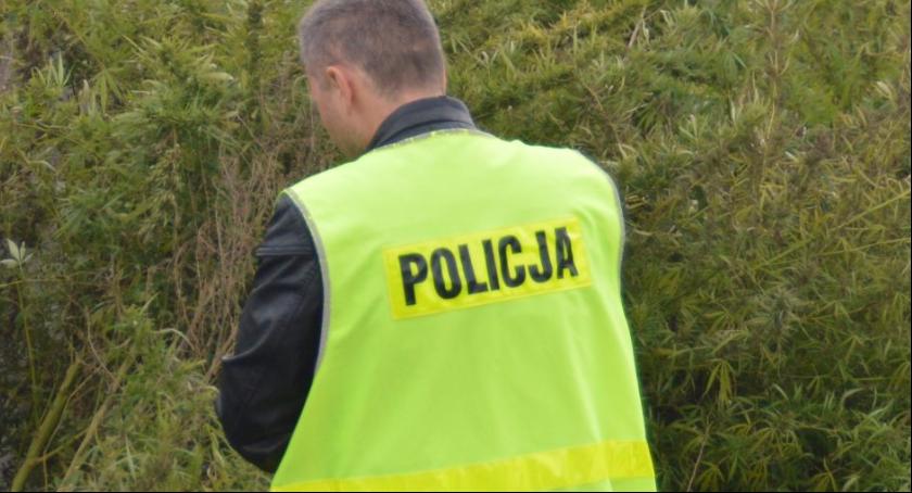 140 sztuk konopi indyjskich w Łowiczu