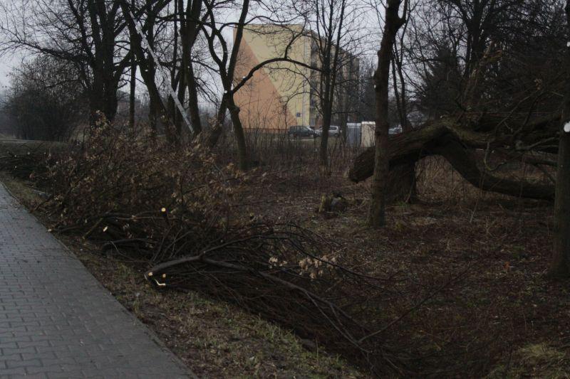 Trwają prace przy pielęgnacji drzew