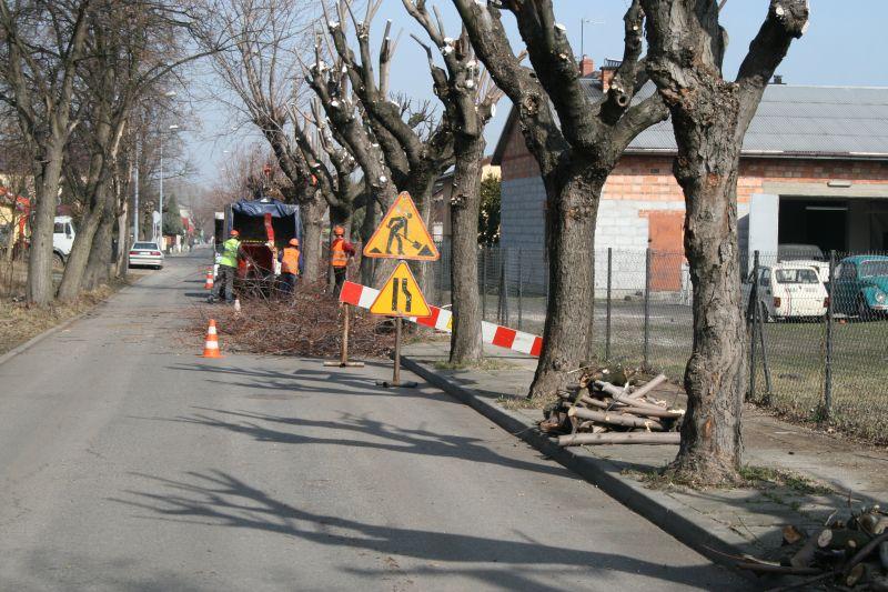 Cięcia pielęgnacyjne drzew