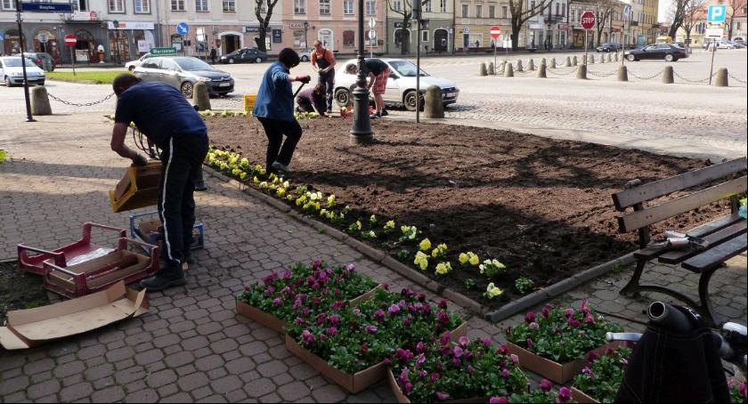 Trwa sadzenie bratków na miejskich skwerach