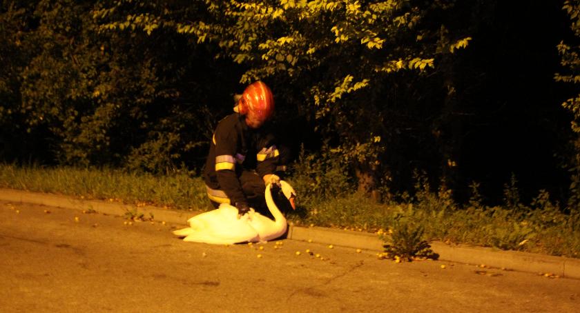 Nietypowa interwencja strażaków na Zatorzu