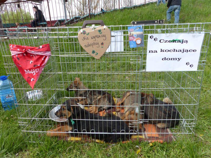 Przyjdź dziś na Błonie na Piknik Rodzinny
