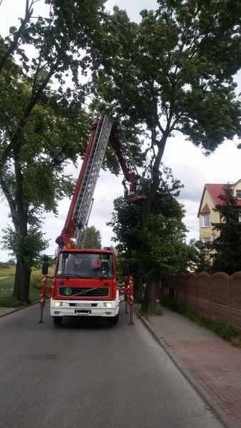 Zwisające konary w Łowiczu i żmija w Czerniewie