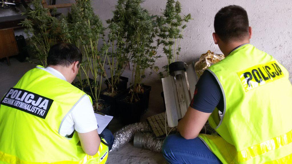 Nielegalna uprawa konopi indyjskich pod Łowiczem