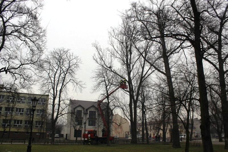 Miasto zleciło usuwanie ptasich gniazd