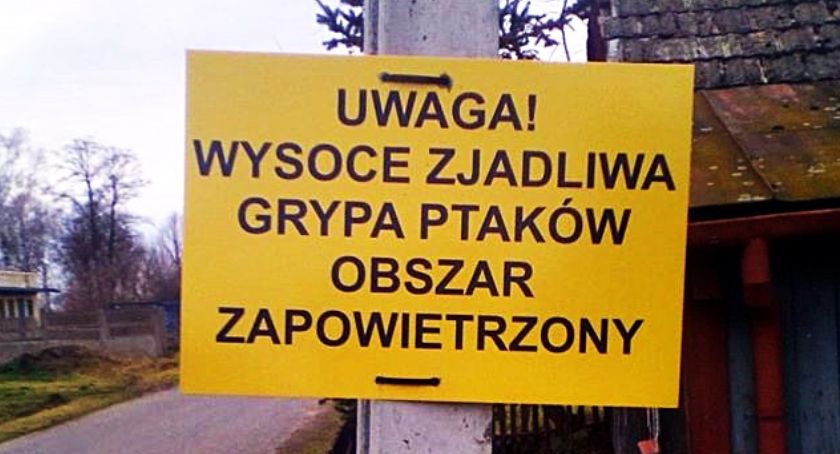 Ptasia Grypa w Skaratkach w gminie Domaniewice!!