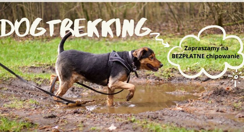 UWAGA! Wkrótce dogtrekking i darmowe czipowanie psów