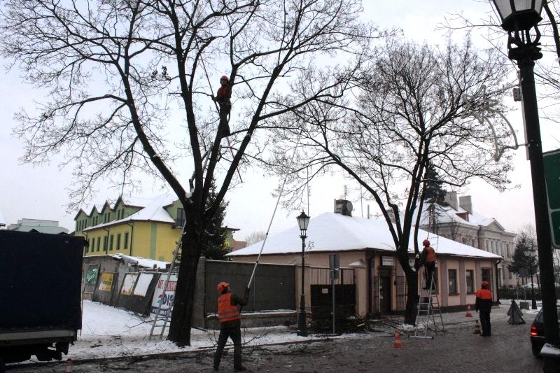 Czy to dobry termin na przycinanie drzew?