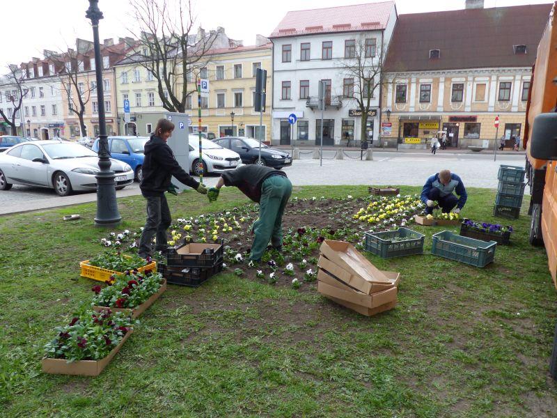Bratki pojawiły się już na wiekszości skwerów