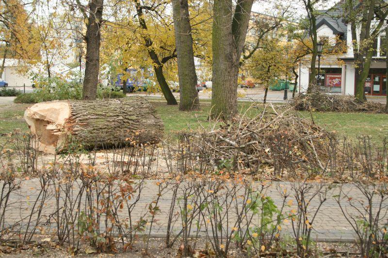 Pielęgnacja drzewostanu na finiszu