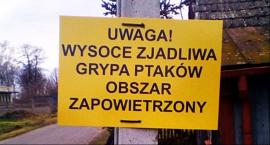 Ptasia grypa u martwych łabędzi znalezionych w Walewicach! Powiatowy lekarz weterynarii potwierdza