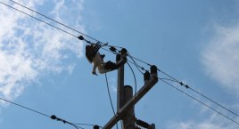 Martwy bocian na linii energetycznej. Interweniowała straż 