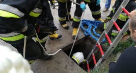 Świnia wpadła do szamba. Na pomoc ruszyli strażacy