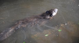 Nietypowa interwencja łowickich strażaków! Ratowali... uwięzionego bobra 