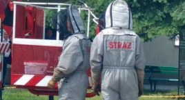 Straż zadysponowana do usunięcia gniazda os w szkole