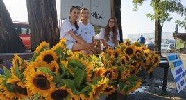 Koszykarki Księżaka sprzedają w Łowiczu słoneczniki (foto)