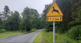 Kolizja z sarną pod Łowiczem
