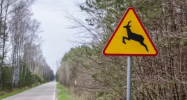 Dzikie zwierzę przyczyną zdarzenia drogowego w Dzierzgowie